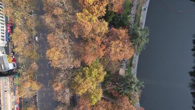 秋天枯黄树枝树叶植物森林城市秋天航拍